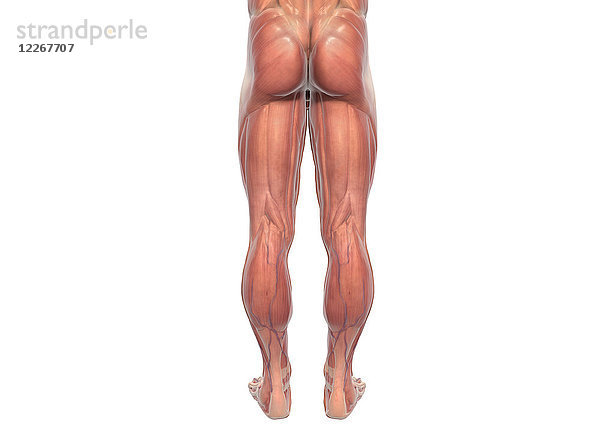 Muskeln der Beine eines Mannes  Illustration