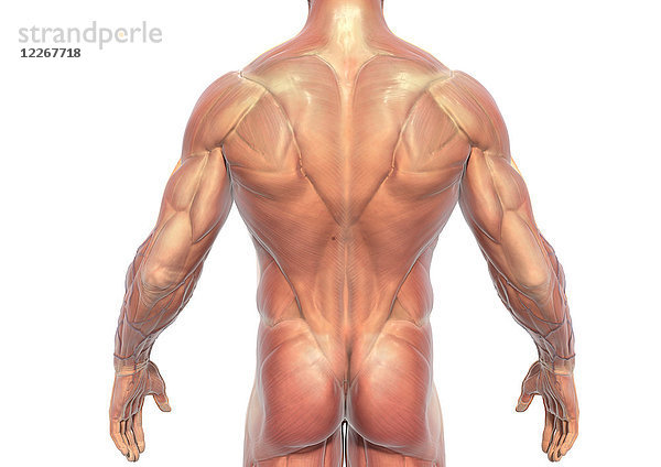Muskulatur des Rückens eines Mannes  Illustration