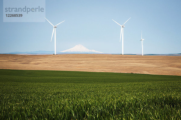 Windkraftanlagen gegen den klaren Himmel mit grünem Weizenfeld im Vordergrund  Oregon  USA