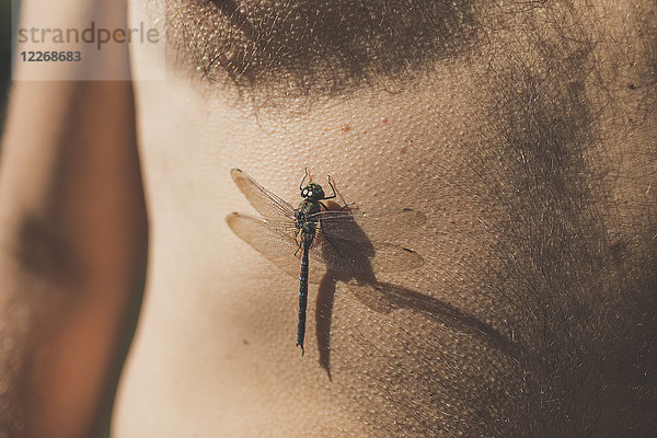 Libelle (Anisoptera) auf dem Bauch eines Mannes  Harrison Hot Springs  British Columbia  Kanada