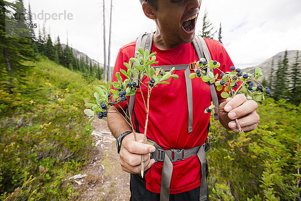 Mittelteil eines Mannes beim Wandern mit einem Blaubeerstrauch in der Hand  Merritt  British Columbia  Kanada