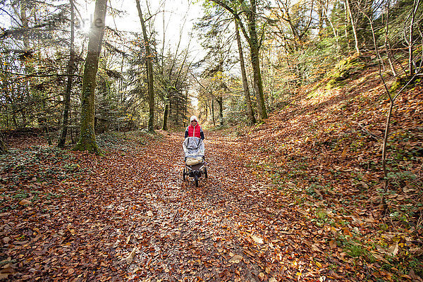 Frau geht mit Kinderwagen durch den Nationalen Wald von Carnoet während der Herbstsaison  Finistere  Bretagne  Frankreich