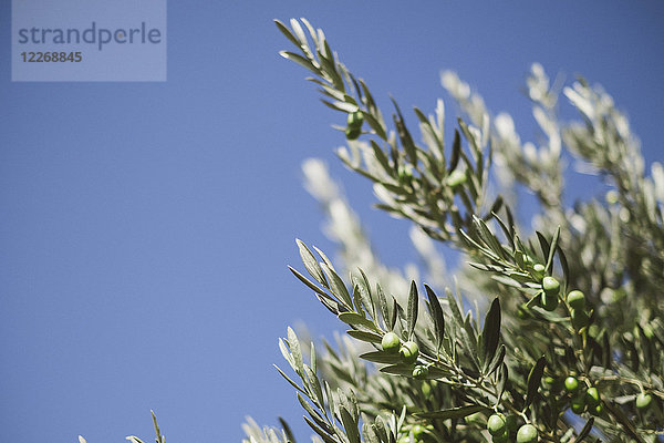 Olivenblätter an einem sonnigen Tag  La Rioja  Pamplona  Spanien