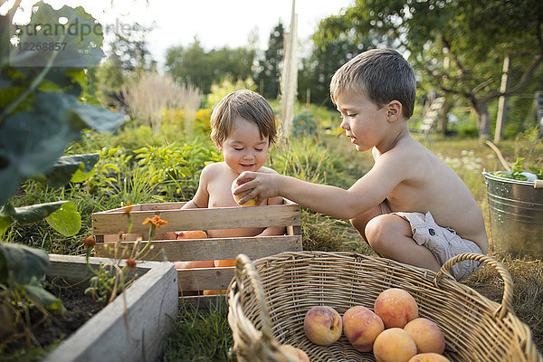 Zwei kleine Jungen ohne Hemd spielen im Garten und sammeln Pfirsiche  Langley  British Columbia  Kanada