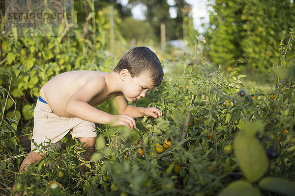 Kleiner Junge ohne Hemd  der die Pflanzen im Garten untersucht  Langley  British Columbia  Kanada