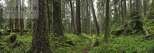 Landschaft des Hoh-Regenwaldes  Bundesstaat Washington  USA