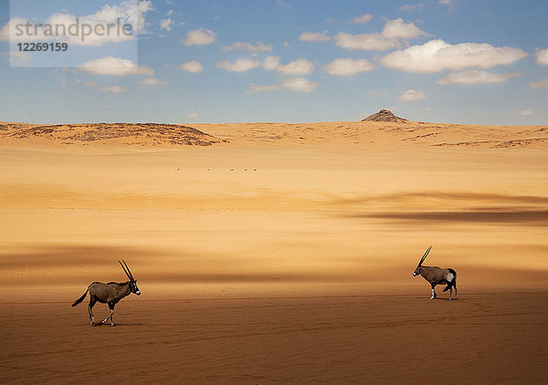 Zwei Oryx  die in der afrikanischen Wüste stehen.
