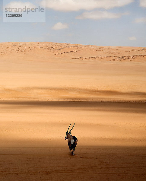 Rückansicht eines in der afrikanischen Wüste stehenden Oryx.
