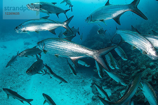 Unterwasseraufnahme von schwimmenden großen Tarponfischen  Quintana Roo  Mexiko