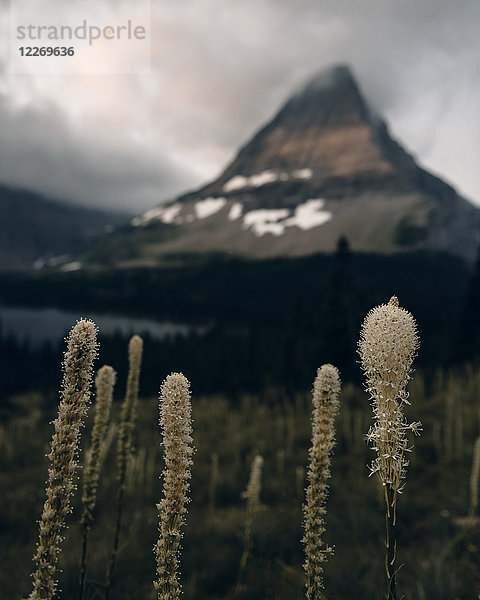 Versteckter See  Glacier National Park  Montana  USA