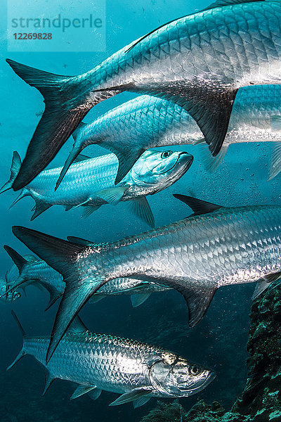 Unterwasseraufnahme einer großen Tarponfisch-Sammlung  Quintana Roo  Mexiko