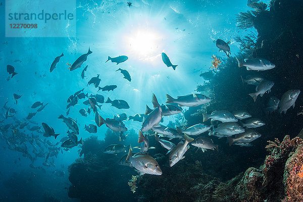 Unterwasseraufnahme eines Rotschnappers  der sich zur Paarung versammelt  Quintana Roo  Mexiko