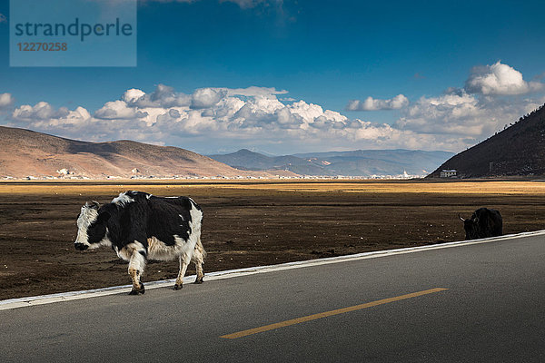 Kühe laufen auf der Straße  Bezirk Shangri-La  Yunnan  China
