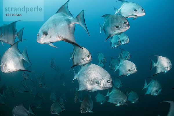 Unterwasseraufnahme eines schwärmenden Atlantischen Spatenfisches  Quintana Roo  Mexiko