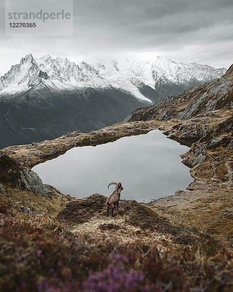 Steinböcke am See auf einem Hügel  Chamonix  Rhône-Alpes  Frankreich