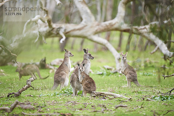 Östliche Graue Riesenkängurus  Macropus giganteus  Victoria  Australien