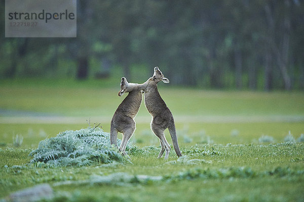 Zwei östliche graue Riesenkängurus  Macropus giganteus  Victoria  Australien