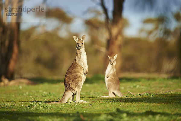 Zwei östliche graue Riesenkängurus  Macropus giganteus  Victoria  Australien