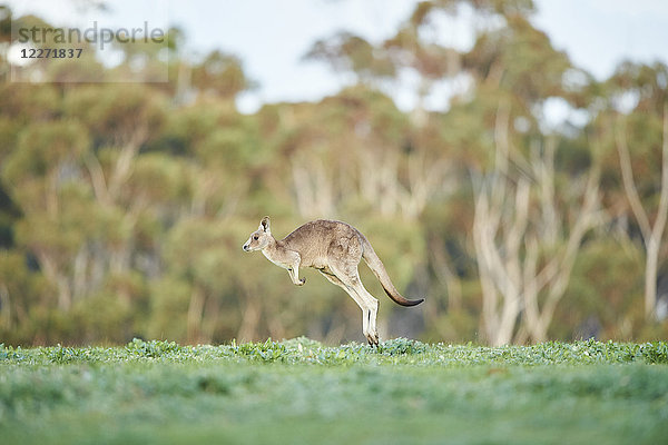 Östliches Graues Känguru  Macropus giganteus  Victoria  Australien