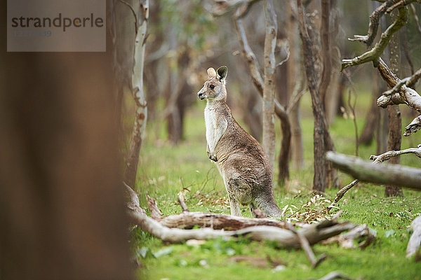 Östliches Graues Känguru  Macropus giganteus  Victoria  Australien