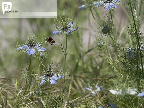 Nahaufnahme einer Hummel auf einer Nigella-Blüte