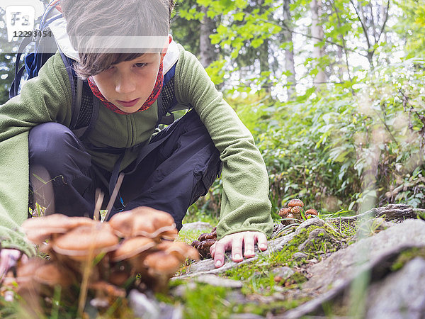 Mädchen betrachtet einen Pilz im Schwarzwald  Feldberg  Baden-Württemberg  Deutschland