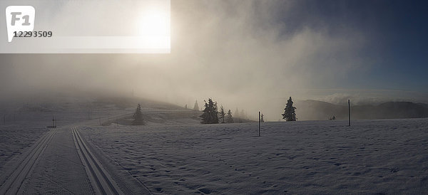 Langlaufloipe in Winterlandschaft  Schwarzwald  Feldberg  Deutschland