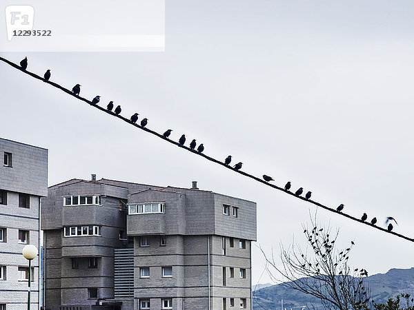 Vögel  die auf Stromkabeln und Bäumen vor Gebäuden hocken