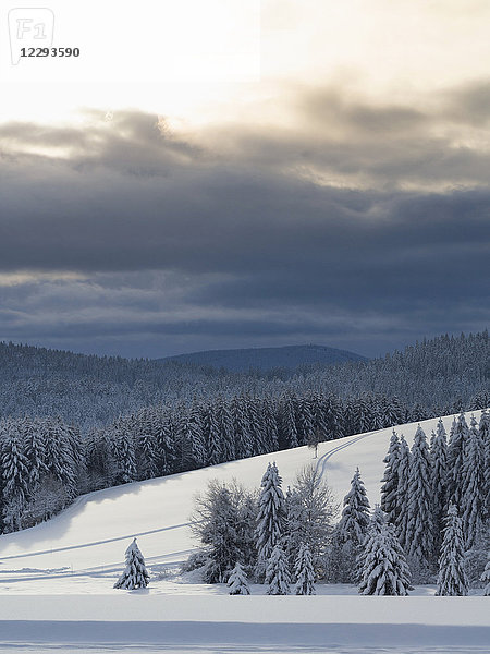 Blick auf die Skipiste Thurnerspur im Schwarzwald bei St. Märgen  Hochschwarzwald  Baden-Württemberg  Deutschland