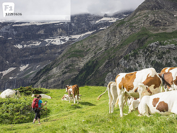 Frau beim Wandern mit Kühen in den Hochpyrenäen auf einem Singletrail mit Blick auf den Cirque de Gavarnie  Frankreich