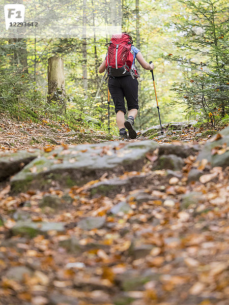 Frau auf Wandertour im Nordschwarzwald  Bad Wildbad  Baden-Württemberg  Deutschland