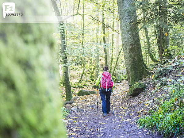 Frau auf Wandertour im Nordschwarzwald  Monbachtal  Bad Liebenzell  Baden-Württemberg  Deutschland