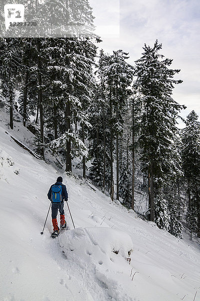 Mann beim Wandern mit Schneeschuhen im Schwarzwald  Kandel  Baden-Württemberg  Deutschland
