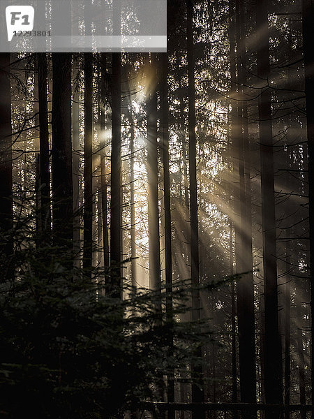 Silhouette von Bäumen im Schwarzwald  Baden-Württemberg  Deutschland