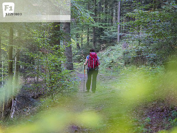 Frau auf Wandertour im Nordschwarzwald  Bad Wildbad  Baden-Württemberg  Deutschland