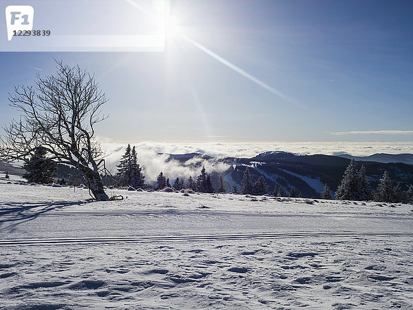 Langlaufloipe in Winterlandschaft  Schwarzwald  Feldberg  Deutschland