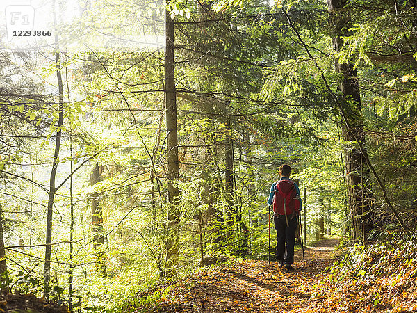 Frau auf Wandertour im Nordschwarzwald  Bad Teinach-Zavelstein  Baden-Württemberg  Deutschland