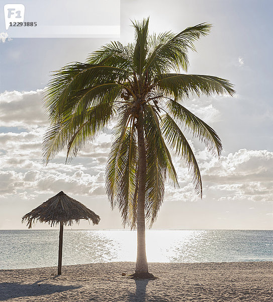 Blick auf den Strand Playa Ancon und die Palme  Trinidad  Kuba