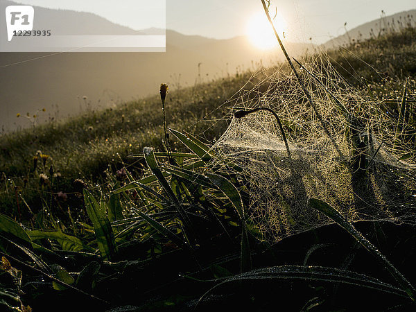 Blick auf einen Berg mit Spinnennetz auf Gras im Vordergrund  Schwarzwald  Yach  Elzach  Baden-Württemberg  Deutschland