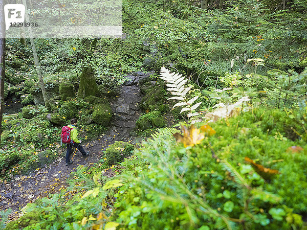 Frau auf Wandertour im Nordschwarzwald  Monbachtal  Bad Liebenzell  Baden-Württemberg  Deutschland