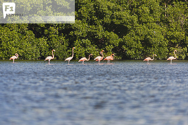Flamingos in der Lagune von Guanaroca  Cienfuegos