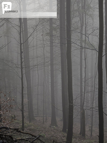 Silhouette von Bäumen bei Nebel im Schwarzwald  Baden-Württemberg  Deutschland