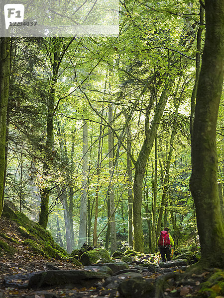 Frau auf Wandertour im Nordschwarzwald  Monbachtal  Bad Liebenzell  Baden-Württemberg  Deutschland