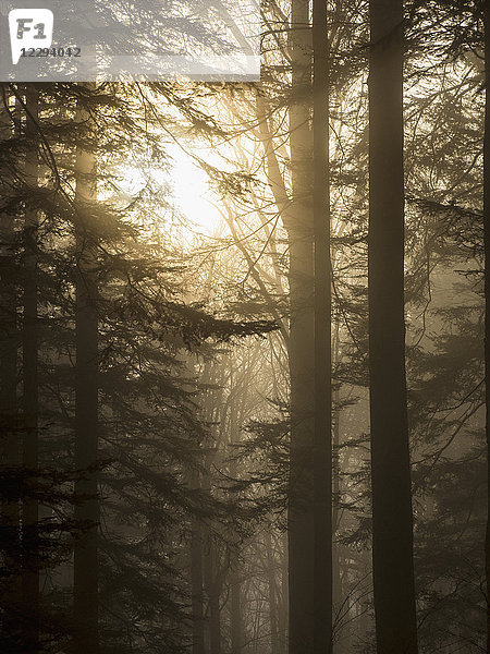 Silhouette von Bäumen gegen den Himmel im Schwarzwald  Baden-Württemberg  Deutschland