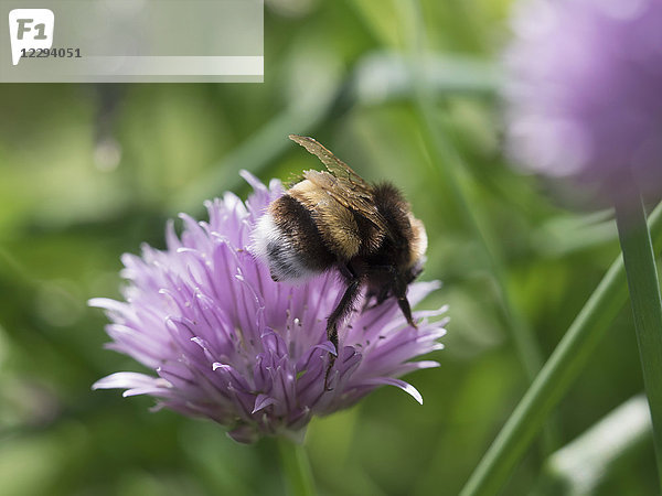 Nahaufnahme einer Hummel auf Love in a mist flower