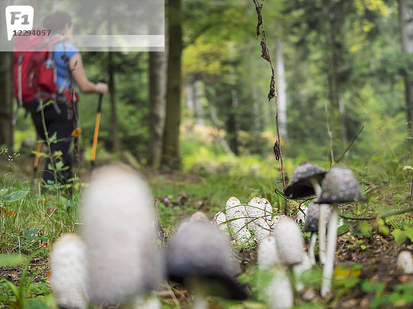 Frau auf Wandertour  vorbei an Pilzen im Nordschwarzwald  Bad Wildbad  Baden-Württemberg  Deutschland