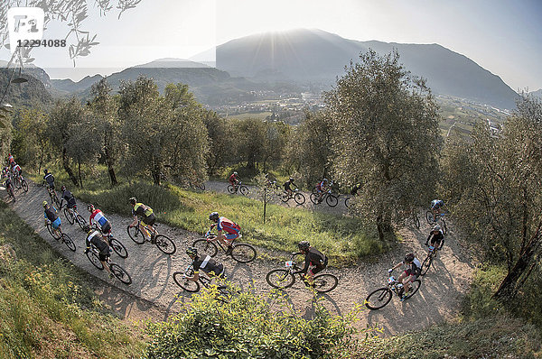 Gruppe von Mountainbikern in Aktion während eines Marathonwettbewerbs in einem Olivenhain  Trentino  Italien