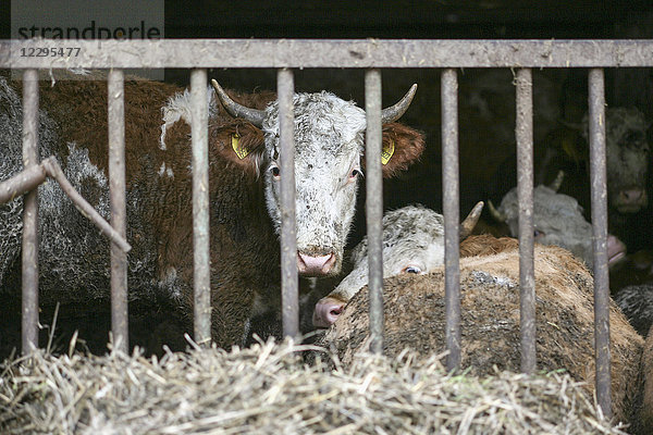 Kühe im Stall auf dem Bauernhof