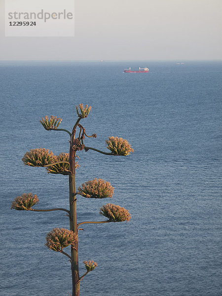 Blick auf das blaue Meer und den Baum gegen den Himmel  Cape Sounio  Griechenland