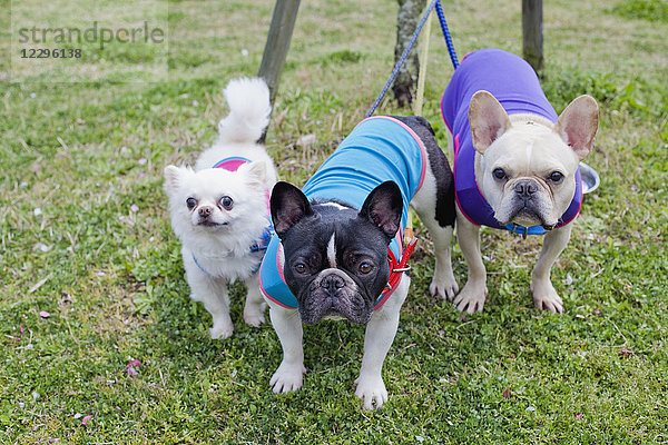 Porträt von Chihuahua und französischen Bulldoggen im Park